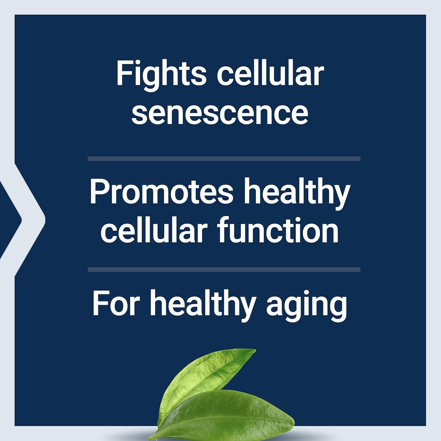 image:imageLife Extension GEROPROTECT Ageless Cell Cellular Health Healthy Aging Vitamin E NAcetylLcysteine Green Tea Extract myricetin Gluten Free NonGMO 30 softgels